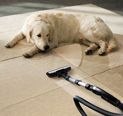 How Pet Owners Take Care of their Carpets